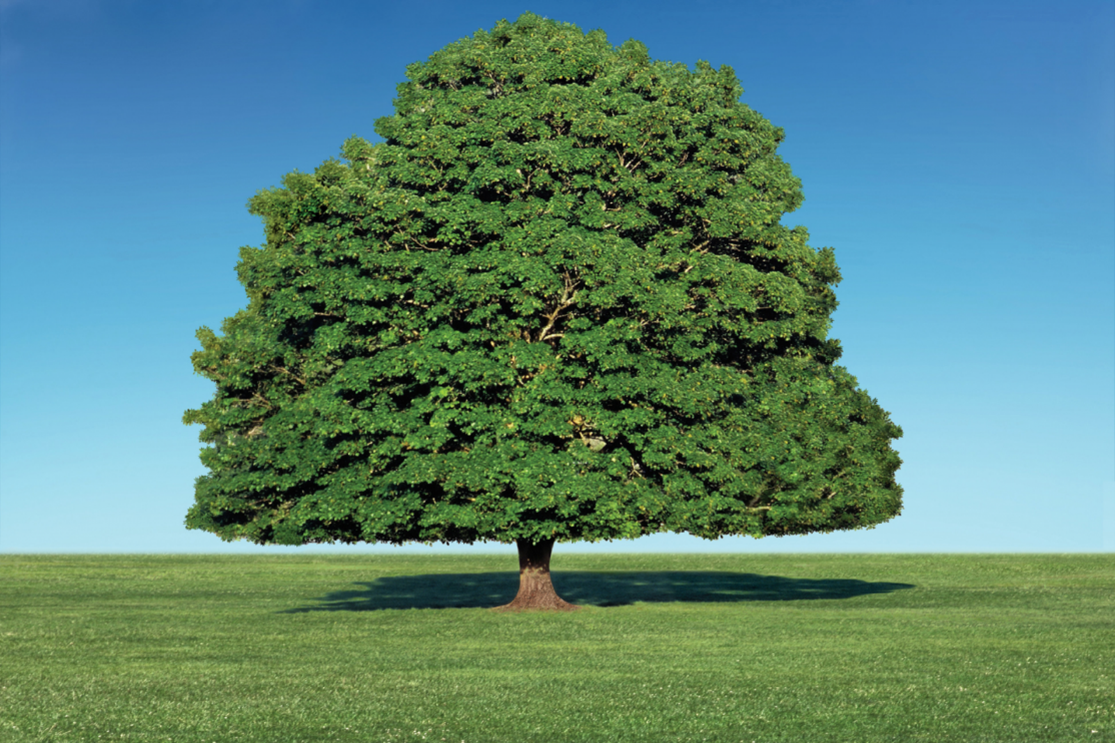 PERFECTION IS A MATTER OF PERCEPTION